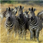 zebras live wallpaper android application logo